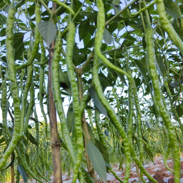 自家种植薄皮青椒牧马山二荊条露天种植线椒鸡肠椒