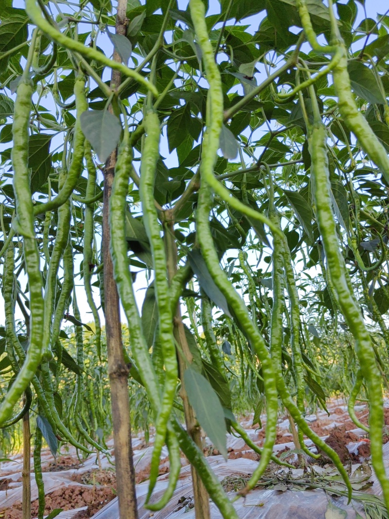 自家种植薄皮青椒牧马山二荊条露天种植线椒鸡肠椒