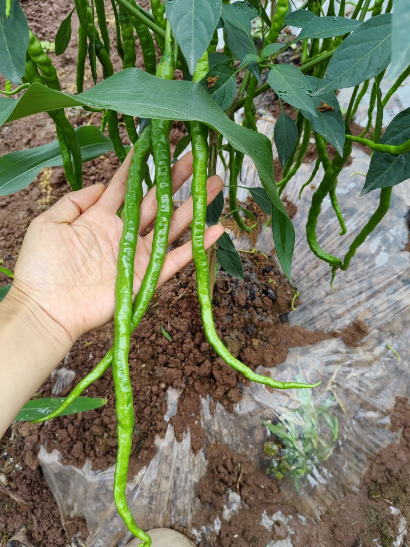 自家种植薄皮青椒牧马山二荊条露天种植线椒鸡肠椒