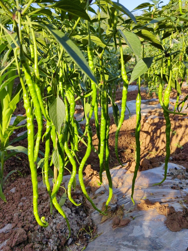 自家种植薄皮青椒牧马山二荊条露天种植线椒鸡肠椒