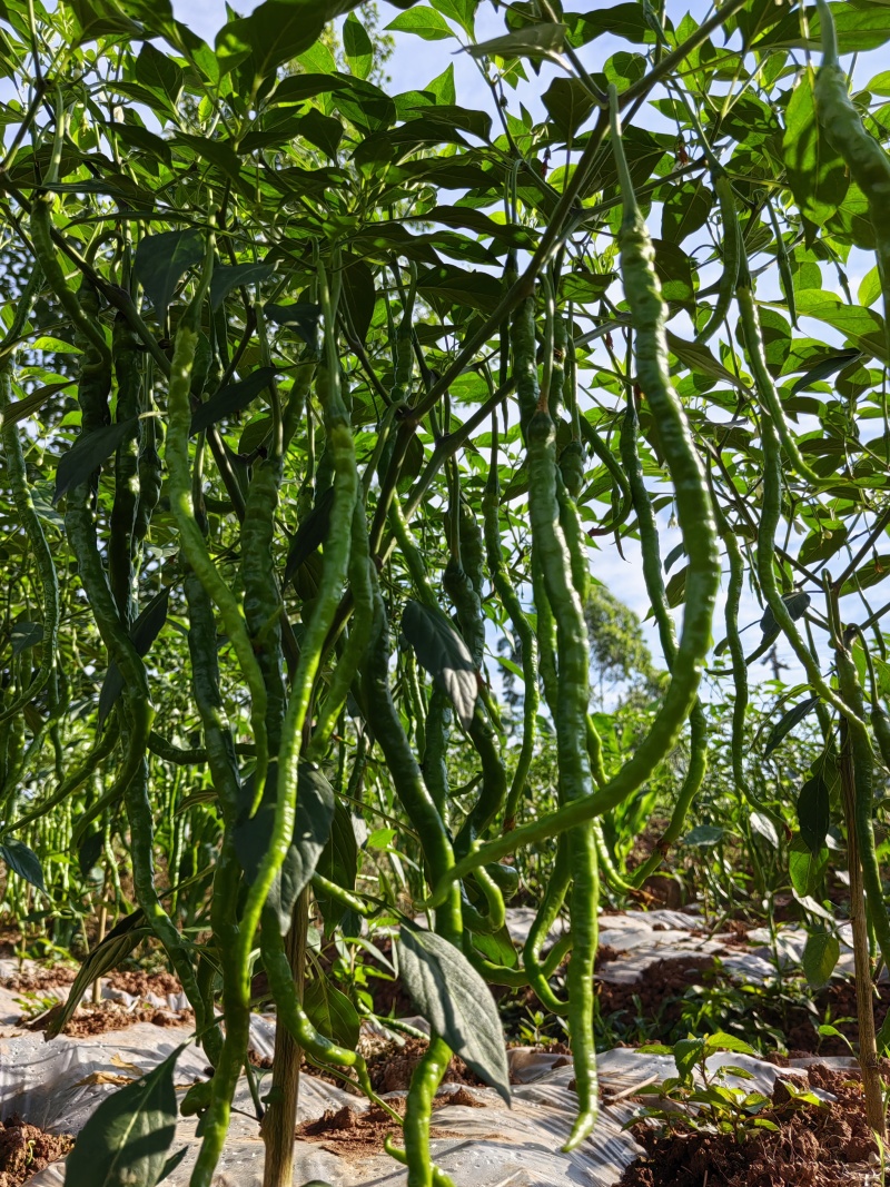 自家种植薄皮青椒牧马山二荊条露天种植线椒鸡肠椒