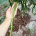 自家种植薄皮青椒牧马山二荊条露天种植线椒鸡肠椒