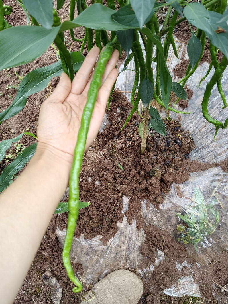 自家种植薄皮青椒牧马山二荊条露天种植线椒鸡肠椒