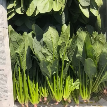 内蒙菠菜/三排/二排半/二排/大量有货
