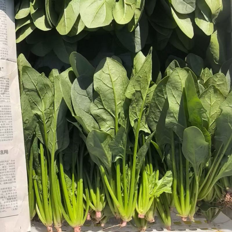 内蒙菠菜/三排/二排半/二排/大量有货
