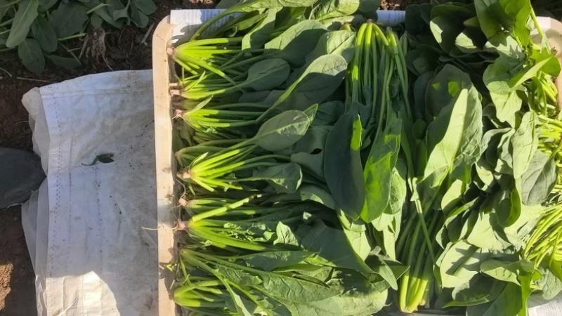 内蒙菠菜/三排/二排半/二排/大量有货