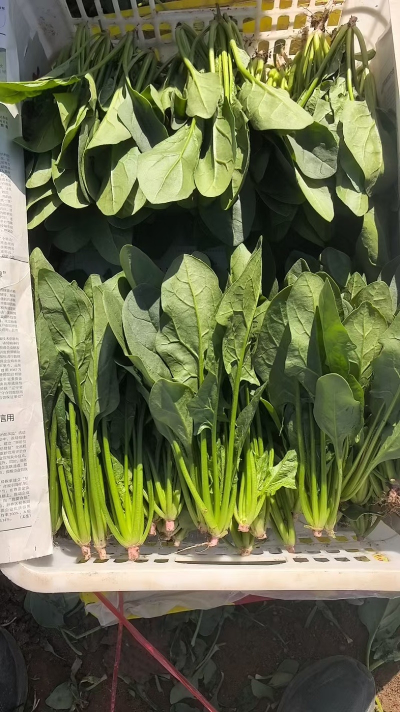 内蒙菠菜/三排/二排半/二排/大量有货