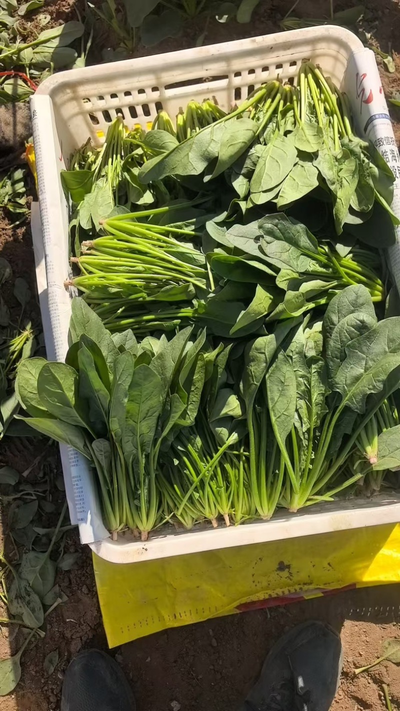 内蒙菠菜/三排/二排半/二排/大量有货