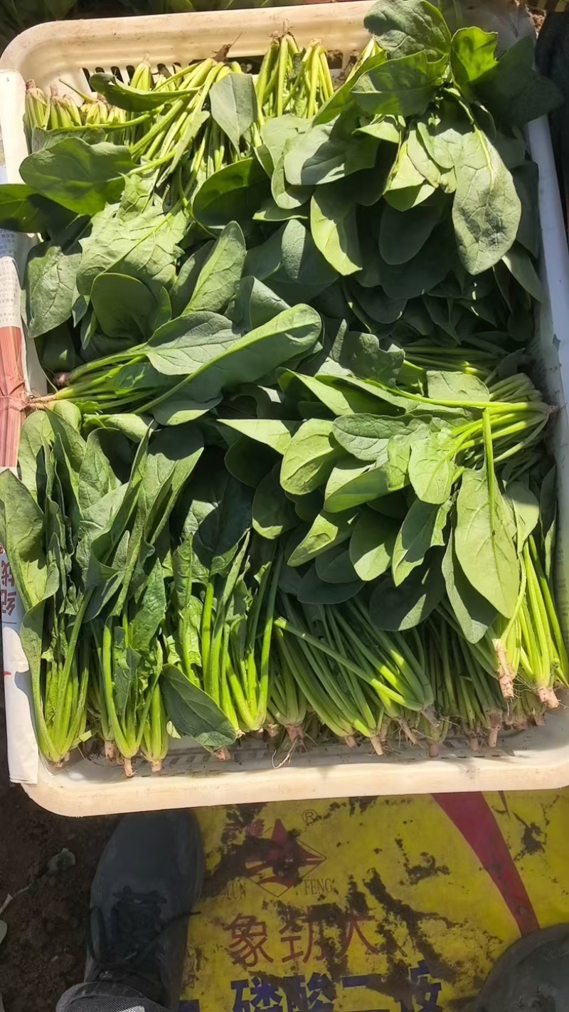 内蒙菠菜/三排/二排半/二排/大量有货