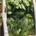 内蒙菠菜/三排/二排半/二排/大量有货