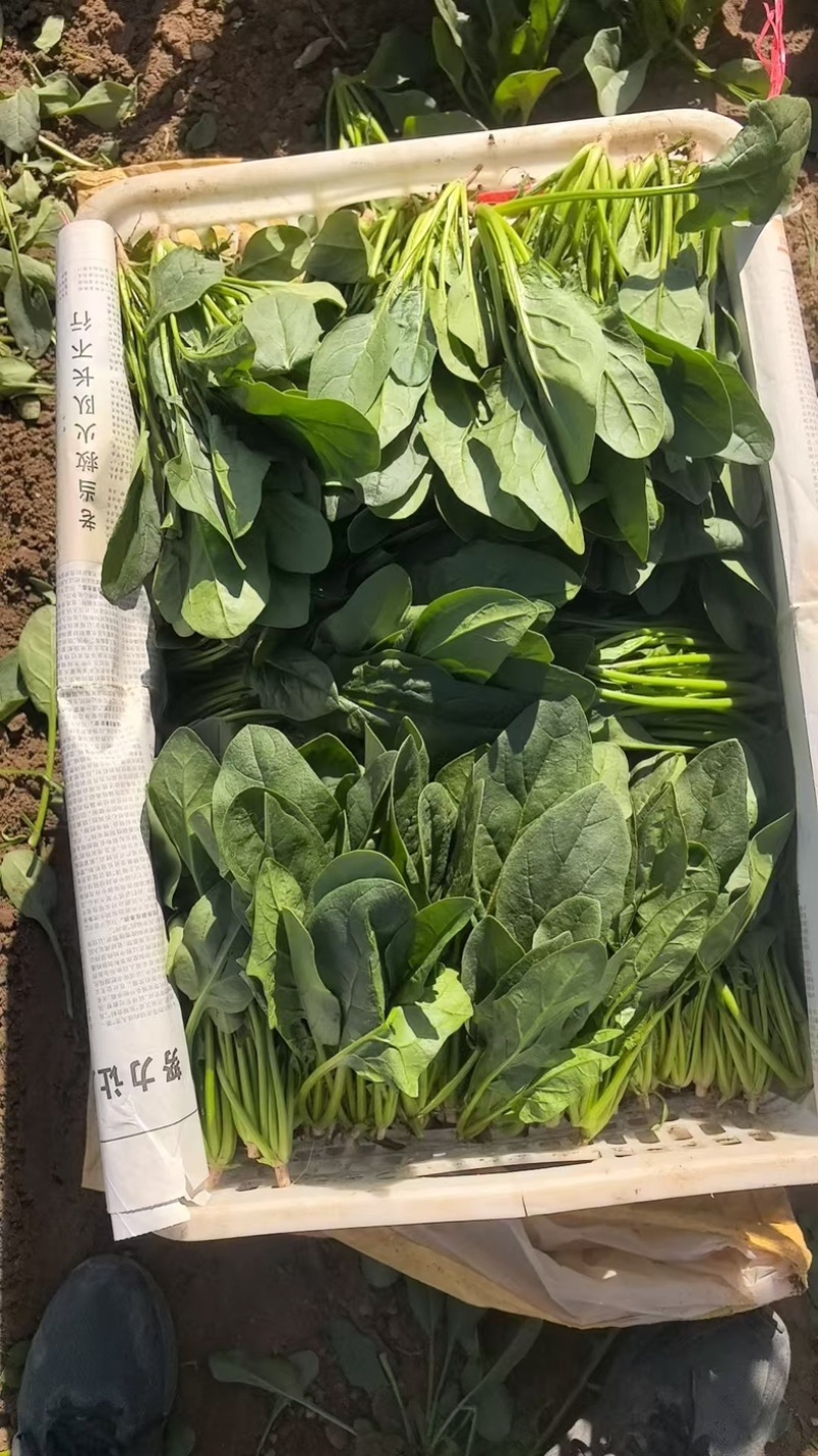 内蒙菠菜/三排/二排半/二排/大量有货