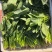 内蒙菠菜/三排/二排半/二排/大量有货