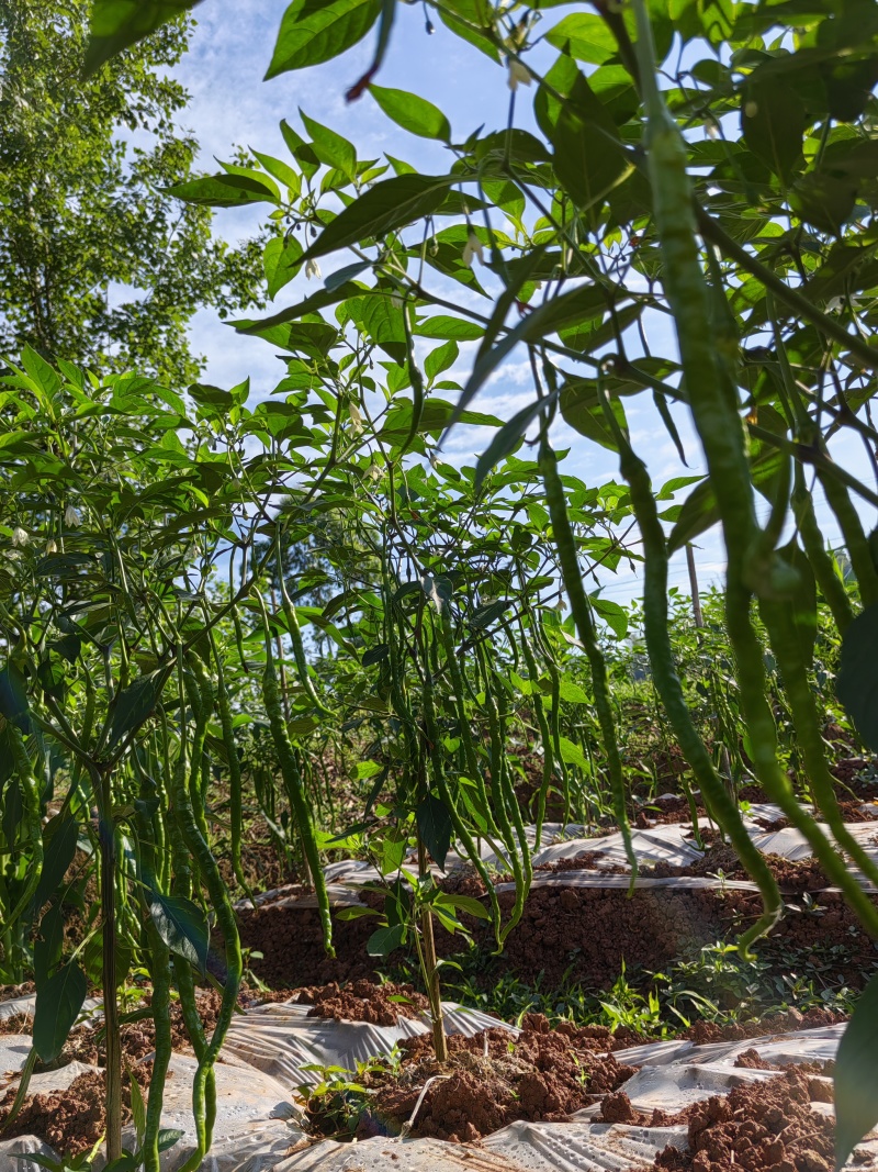 自家种植薄皮青椒牧马山二荊条露天种植线椒鸡肠椒