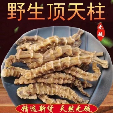 正宗云南特产野生顶天柱地参不老草虫草参回阳草起阳草