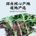 正宗云南特产野生顶天柱地参不老草虫草参回阳草起阳草
