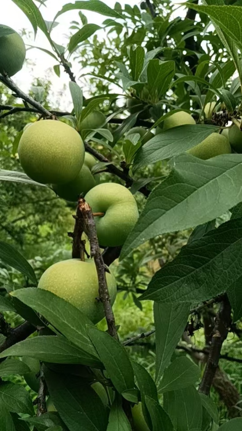 还有一个星期