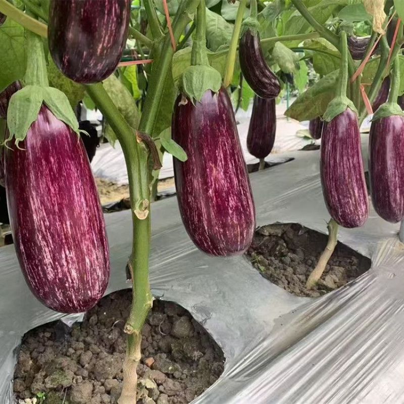 龙盛红花狼446茄子种子早熟品质高亮度好果肉嫩花茄子种