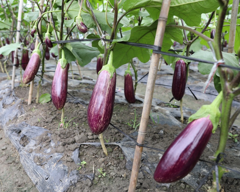 龙盛红花狼446茄子种子早熟品质高亮度好果肉嫩花茄子种