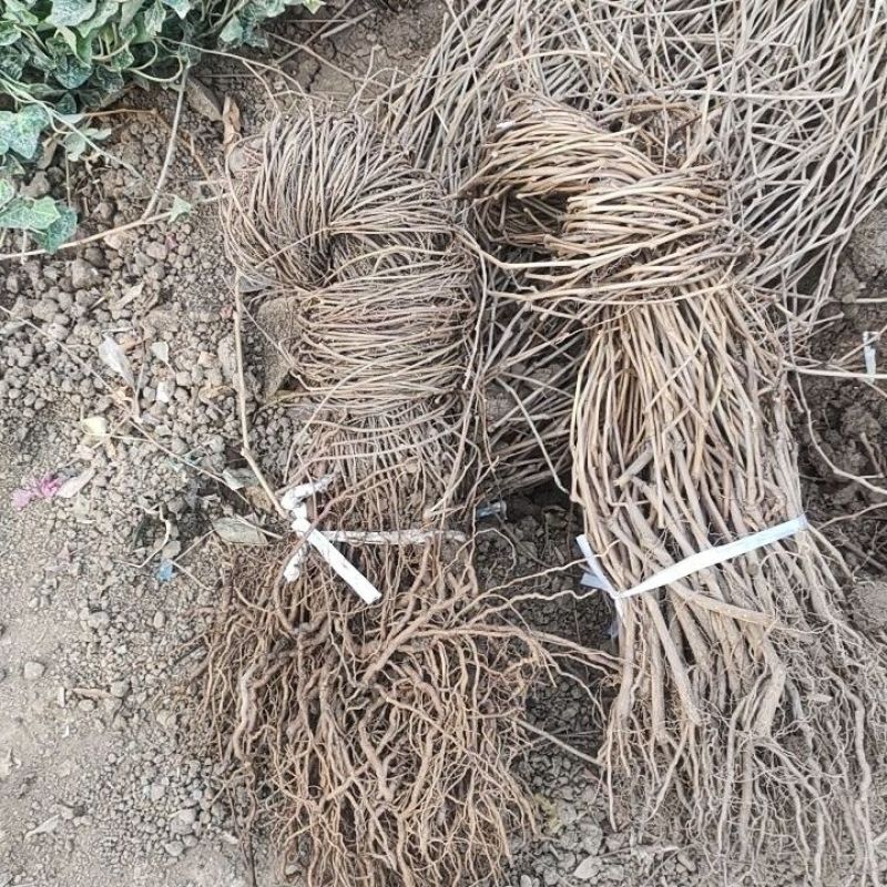 爬山虎三叶五叶爬山虎苗爬山虎杯苗常青藤户外爬藤植物