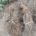 爬山虎苗三叶五叶爬山虎杯苗植物四季常青不落叶庭院藤蔓