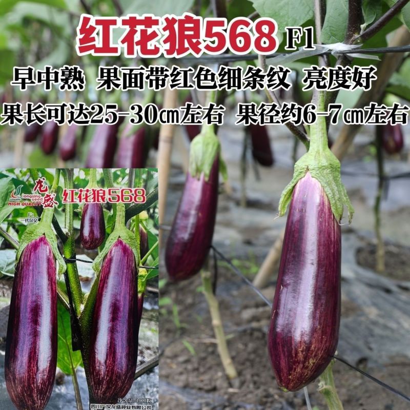 红花狼568茄子种籽长棒形花茄种孑春秋两季高档竹丝茄种子