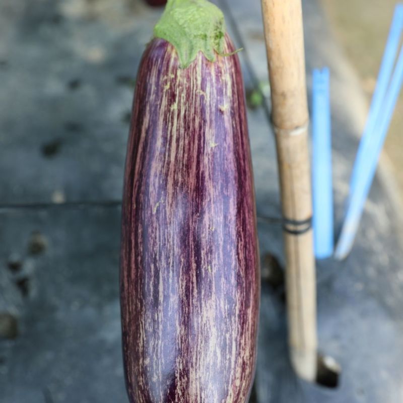 红花狼568茄子种籽长棒形花茄种孑春秋两季高档竹丝茄种子