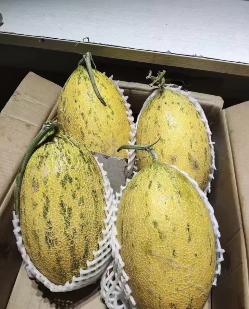新疆八六王哈密瓜皮薄多汁新鲜采摘现摘现发品质保障规格齐全