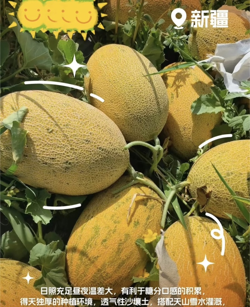 新疆八六王哈密瓜皮薄多汁新鲜采摘现摘现发品质保障规格齐全