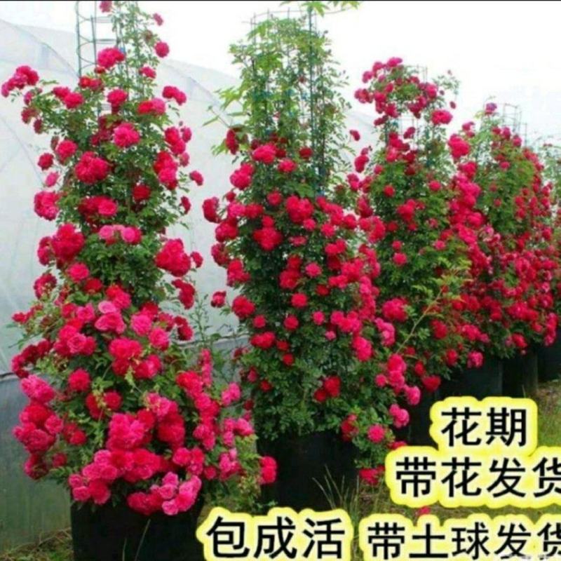 木香花苗黄木香苗红木香苗白木香苗可做拱门公园庭浓香爬藤