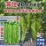 大家族薄佳20辣椒种子早熟黄绿皮大果薄皮泡椒种子皮薄辣椒