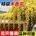 木香花苗红木香花四季甜蜜爬藤植物特大花苗盆栽攀爬浓香花卉