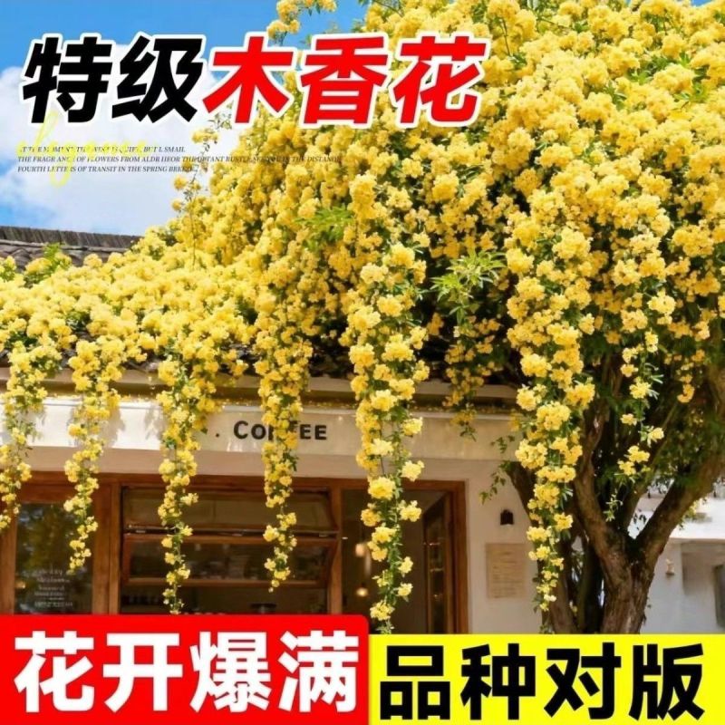 木香花苗红木香花四季甜蜜爬藤植物特大花苗盆栽攀爬浓香花卉