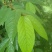 野生优质货源————紫珠叶