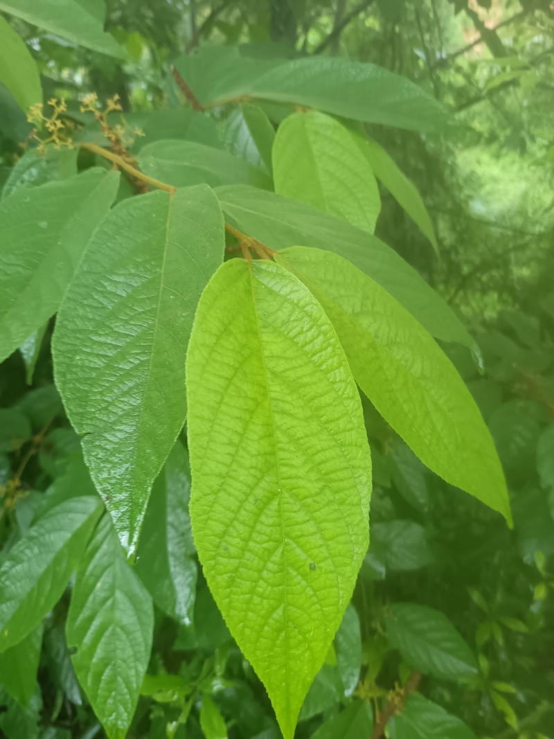 野生优质货源————紫珠叶