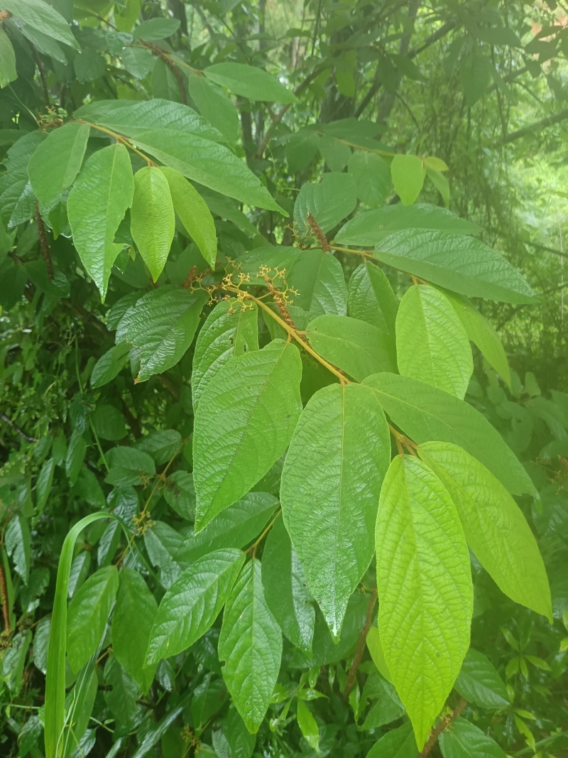 野生优质货源————紫珠叶