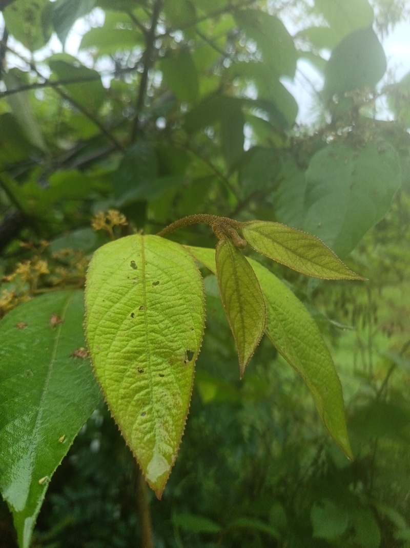 野生优质货源————紫珠叶