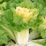 黄贵妃鸡蛋黄白菜早熟黄心大白菜种籽春夏秋包心白菜种蔬菜种
