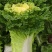 黄贵妃鸡蛋黄白菜早熟黄心大白菜种籽春夏秋包心白菜种蔬菜种