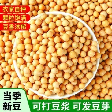 特大颗粒黄豆粒大豆无霉变无坏颗粒颗粒饱满全国发货