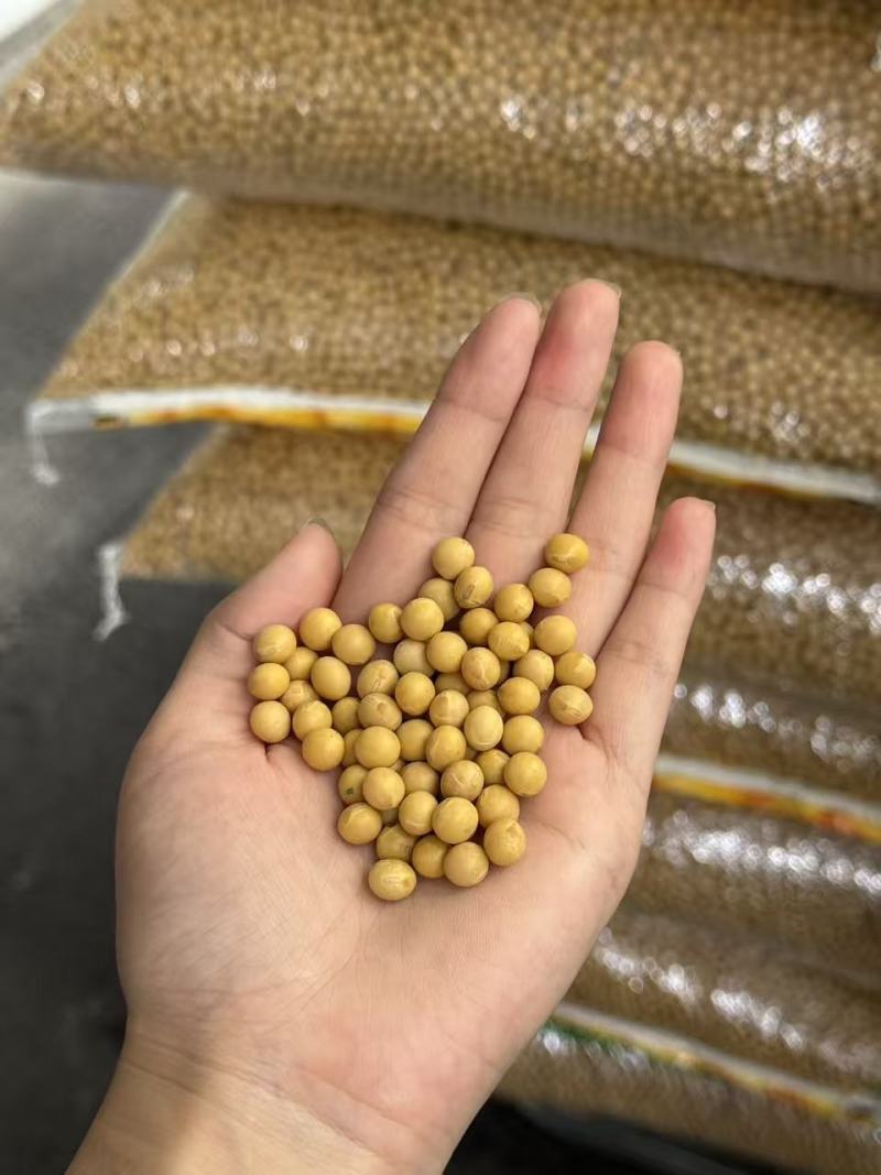 特大颗粒黄豆粒大豆无霉变无坏颗粒颗粒饱满全国发货