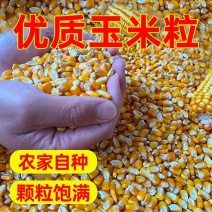 玉米粒水分11-13无霉变无土无沙全国发货质量