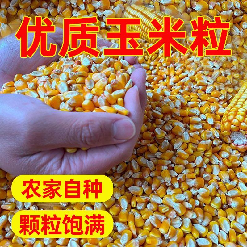玉米粒水分11-13无霉变无土无沙全国发货质量