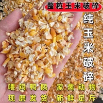 净粮碎玉米粒水分9-11无霉变无土无沙全国发货袋装