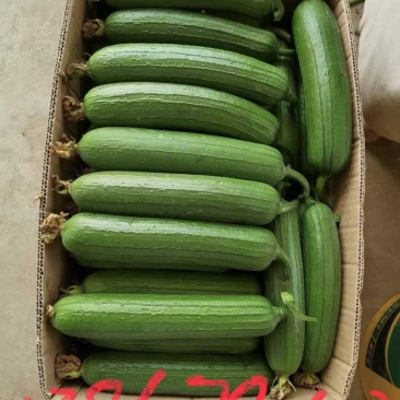 丝瓜油皮丝瓜