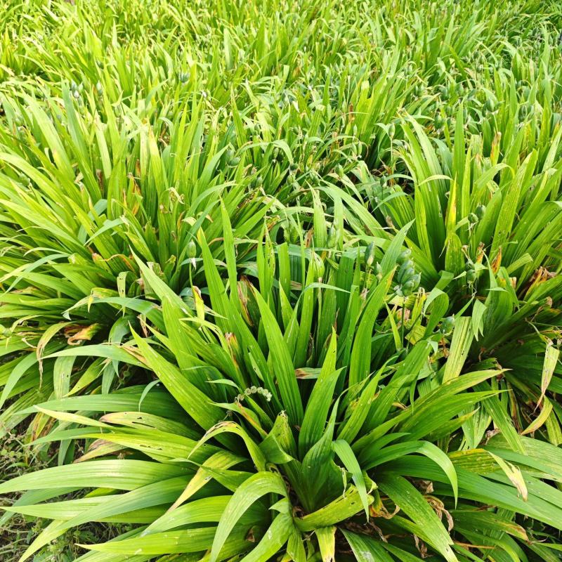 鸢尾苗圃直发，欢迎打电话咨询，欢迎到苗圃看货