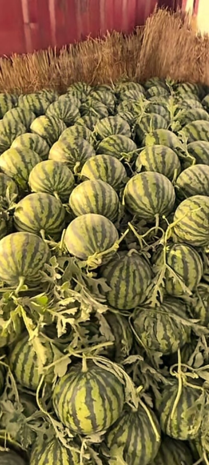 原棚头批无籽微盟美都西瓜