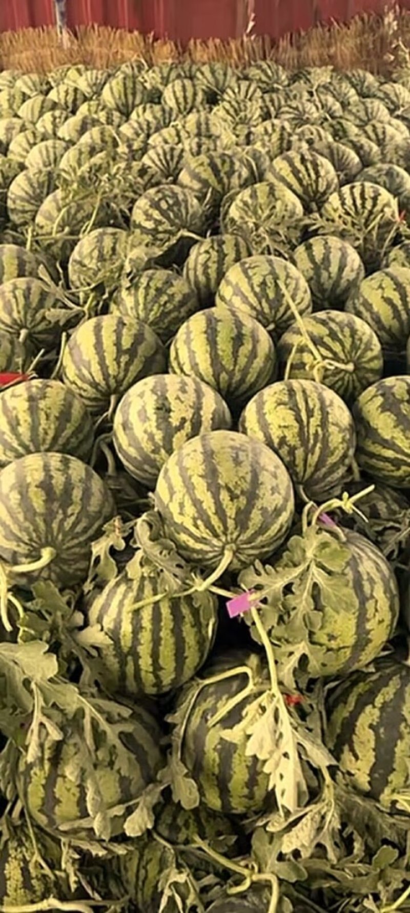 原棚头批无籽微盟美都西瓜