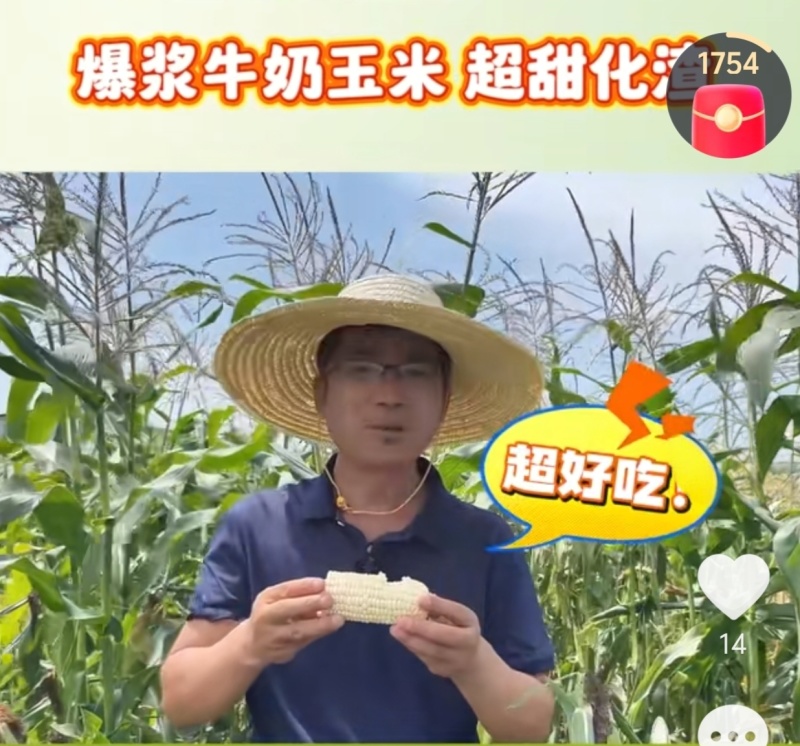 高甜水果牛奶爆浆玉米，糖度可达18左右，可生食无渣！