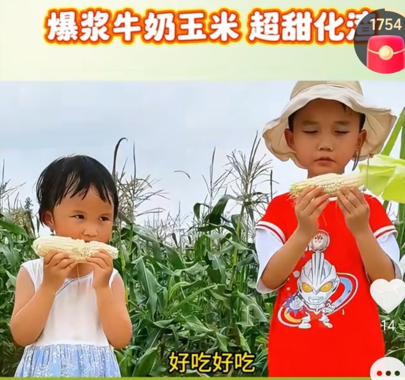 高甜水果牛奶爆浆玉米，糖度可达18左右，可生食无渣！