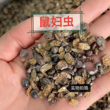 鼠妇虫中药材鼠妇虫手工挑选无硫中药材合作共赢
